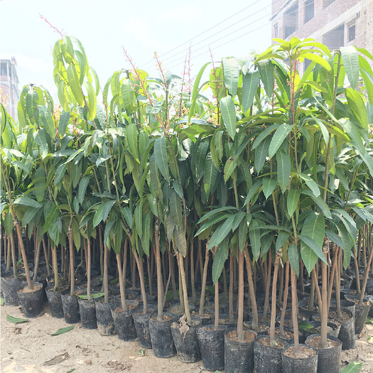 灵山县 台农芒果苗 正品嫁接苗当年种当年结果，果香果甜，裸根发货