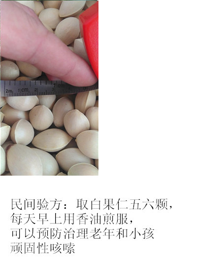 新鲜银杏果 白果干果 银杏药材果