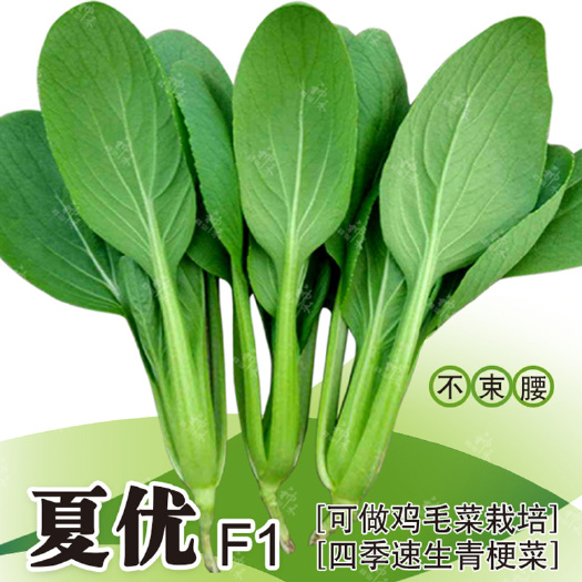青梗菜种子蔬菜种子夏季耐热型夏优青梗菜鸡毛菜