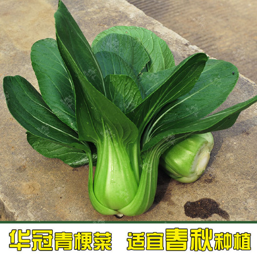  华冠青梗菜种子耐抽薹油菜种籽白菜青菜四季蔬菜早熟盆栽