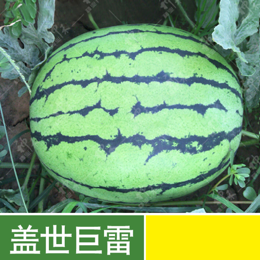 青县 京欣一号东北京欣西瓜种子盖世巨雷西瓜种籽水果种子麒麟西瓜高产
