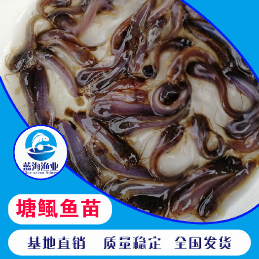 开平市塘鲺苗 鱼苗基地直销 本地塘鲺鱼苗 塘角鱼苗 秋鱼苗