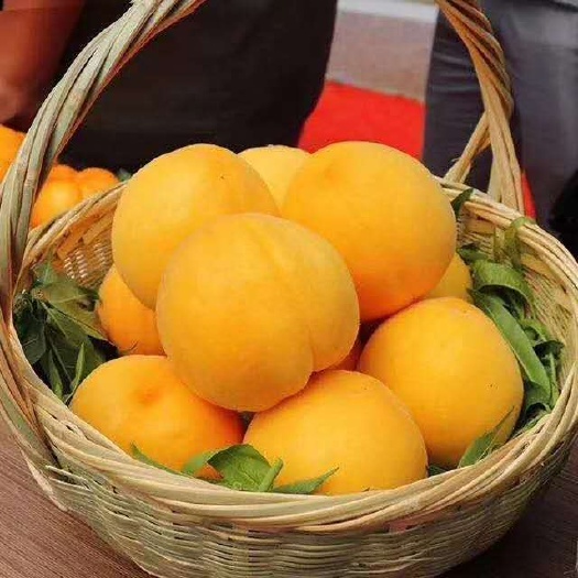 浏阳市 大量黄桃供应