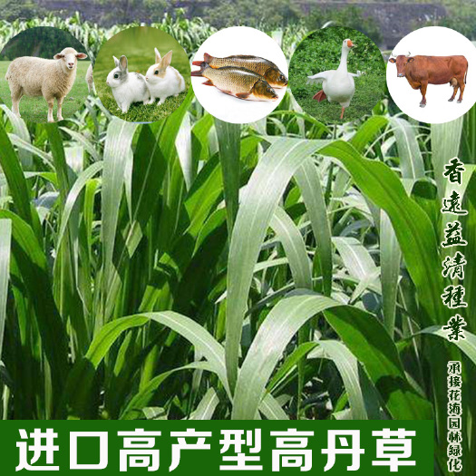 沭阳县青绿饲料  高丹草新种子高丹草种子提供技术支持批发包邮