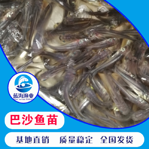 鹤山市 鱼苗场直销 巴沙鱼苗 淡水鲨鱼苗 养殖新品种