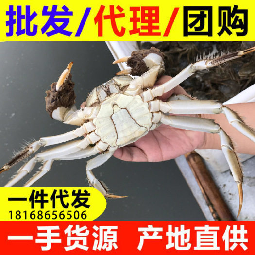 兴化市兴化大闸蟹蟹塘直发高品质红膏蟹支持礼盒代发阳澄湖镇