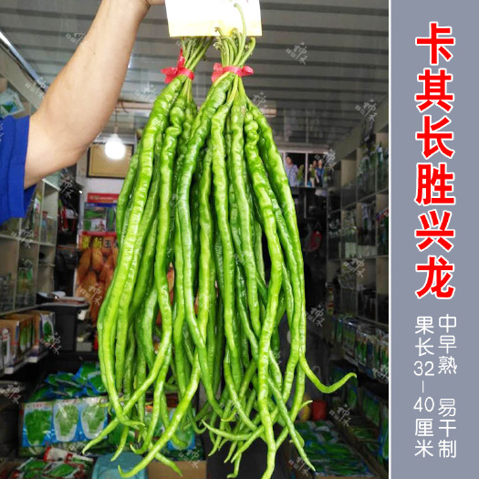 青县 香辣线椒种子易干制春秋季高产辣椒种籽阳台四季辣椒籽种蔬菜种孑