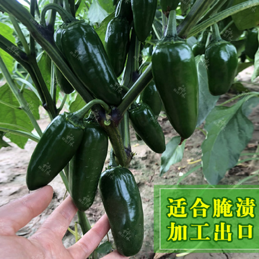 青县 蔬菜种子港椒种籽墨西哥泡椒辣椒种子 加工出口腌渍四季阳台盆栽