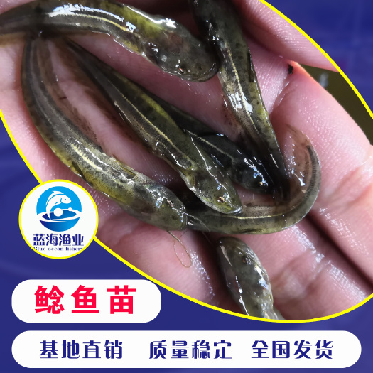 鹤山市鲶鱼苗 鲶鱼