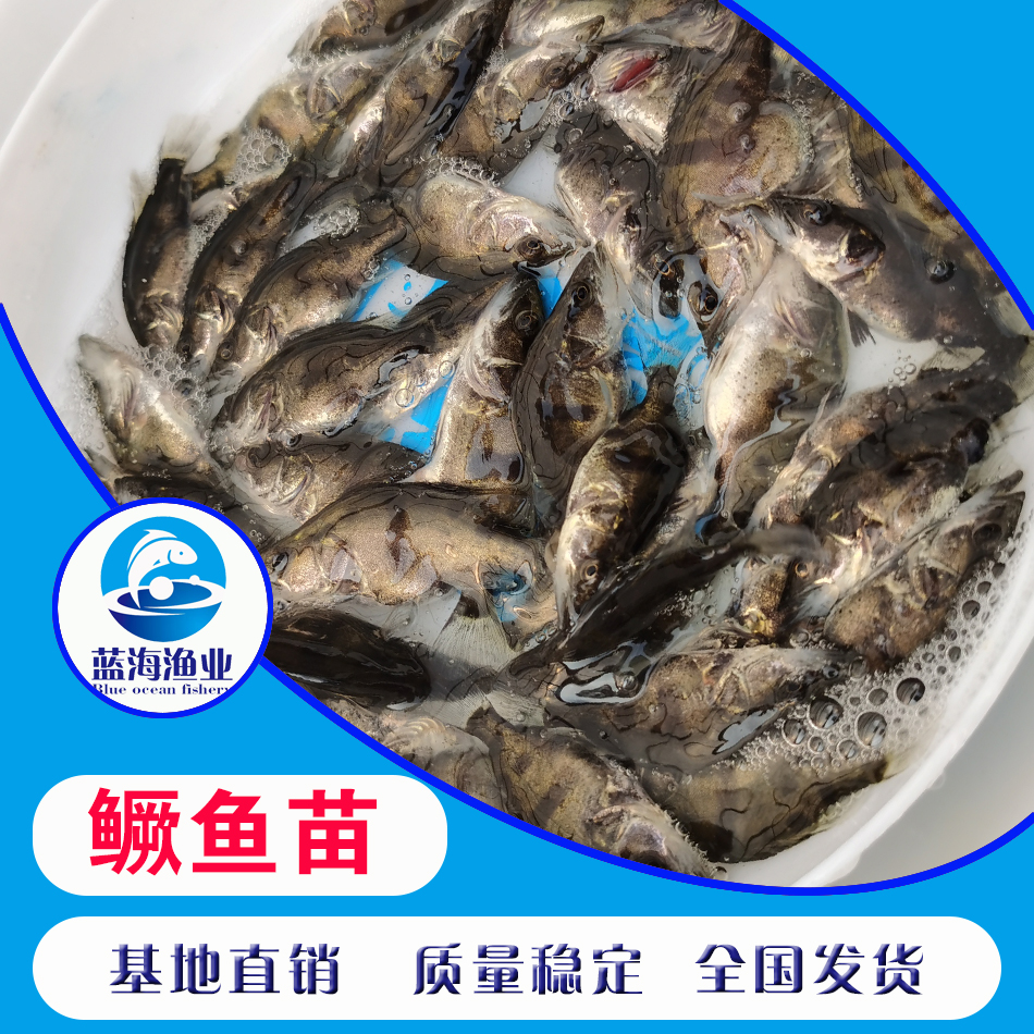 [桂魚苗批發]桂魚苗價格1.8元/尾 - 惠農網