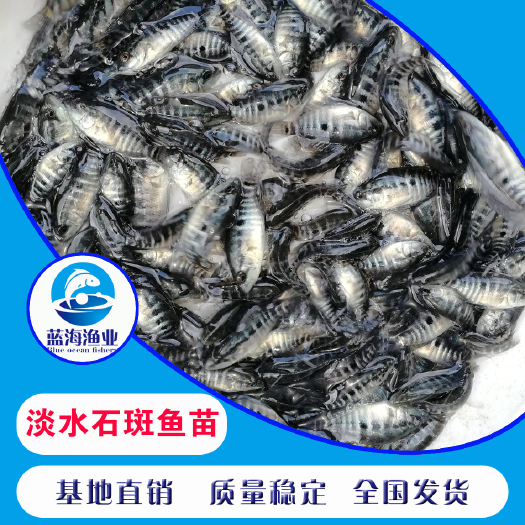  淡水石斑鱼苗批发