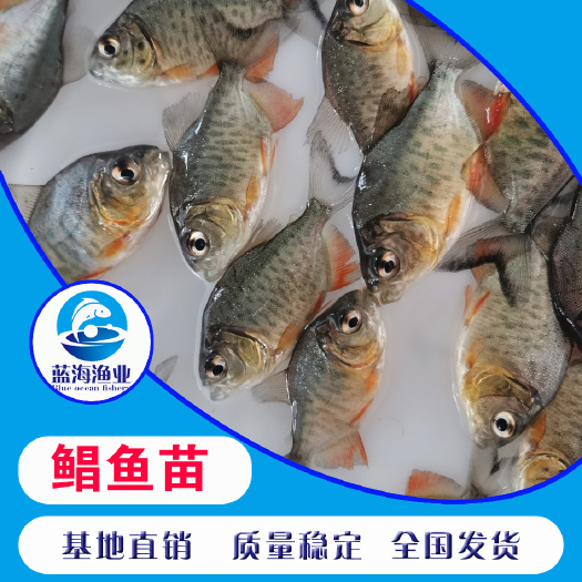 鹤山市 苗场直销 淡水红鲳鱼苗