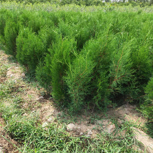 泰安圆枝侧柏 侧柏树苗价格 30厘米侧柏苗价格 嫁接用侧柏小苗多少钱一棵