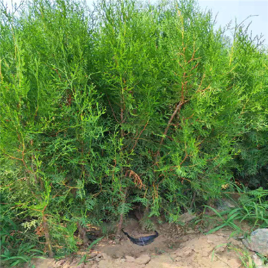 泰安侧柏苗绿化荒山墓地用营养钵侧柏苗价格 一棵侧柏苗价格