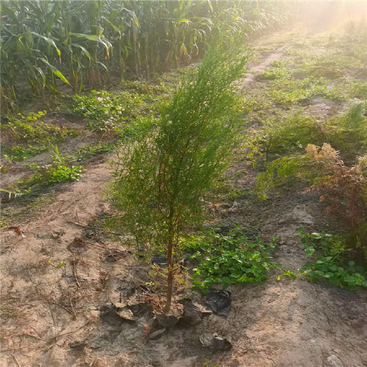 泰安圆枝侧柏 侧柏苗墓地用多少钱一棵 绿化荒山侧柏苗小苗价格