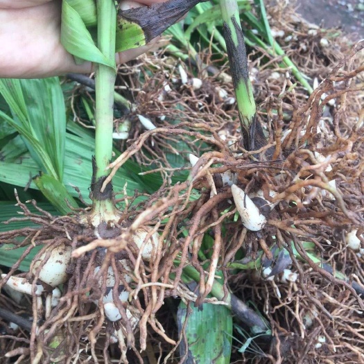 仁寿县紫花白芨苗  中药材种子种苗，中药材成品回收，收购新鲜白芨