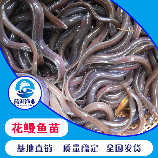 鹤山市 鱼苗 批发