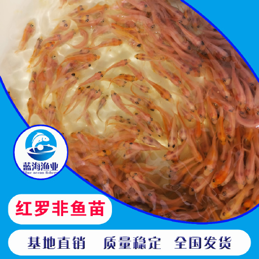 东莞市 优质红罗非鱼苗