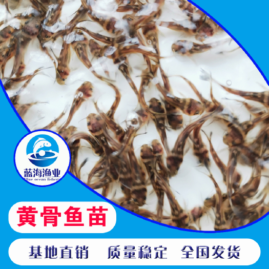 开平市 优质黄骨鱼苗