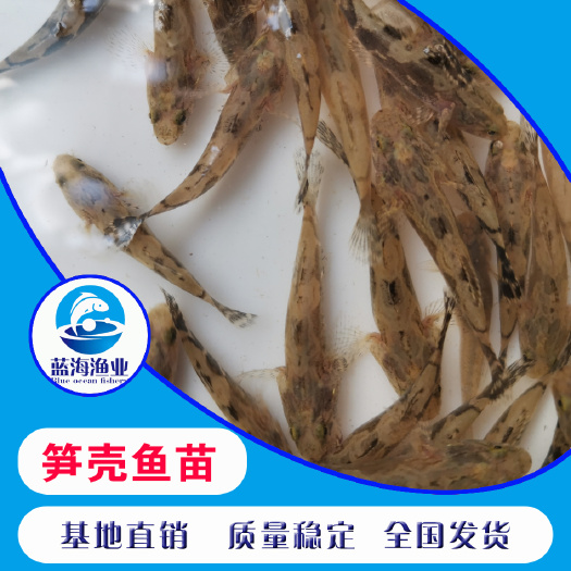 鹤山市 笋壳鱼苗