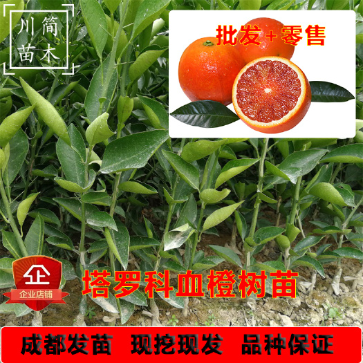 简阳市塔罗科血橙苗  血橙8号  基地直销  检疫证件齐全 合同品