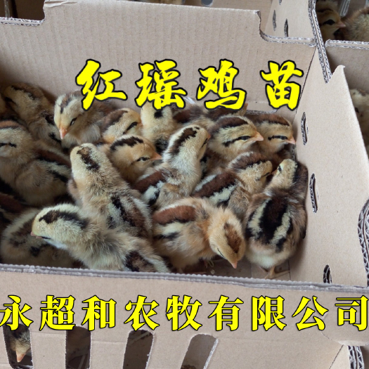 昆明 红瑶鸡苗 孵化厂直销 全国发货