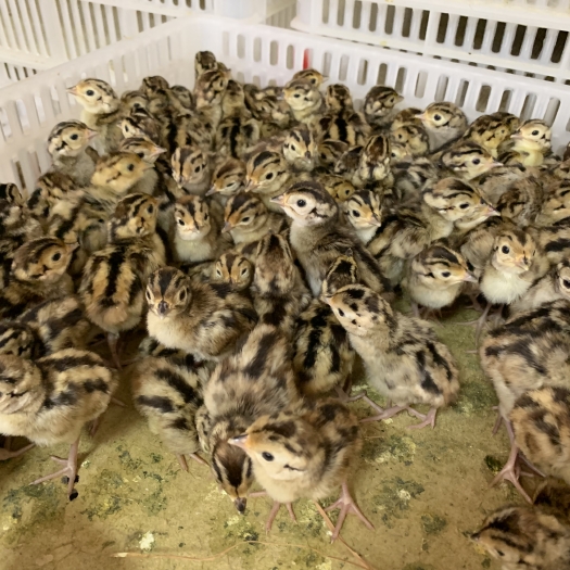 昆明山鸡苗 七彩山鸡 孵化厂直销 包打疫苗 全国发货