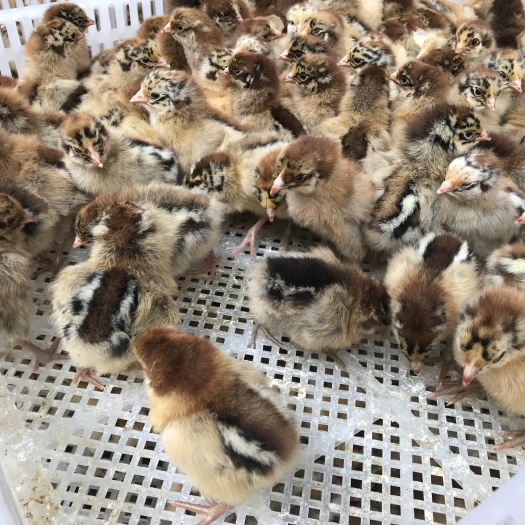 昆明 青脚鸡苗 孵化厂直销 全国发货 包打疫苗