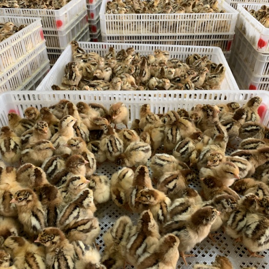 昆明 良凤花鸡苗 孵化厂直销 全国发货 疫苗包打
