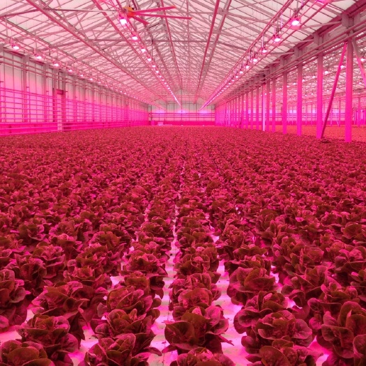 中山市 源头厂家 直供大棚植物补光灯 反季节植物生长灯