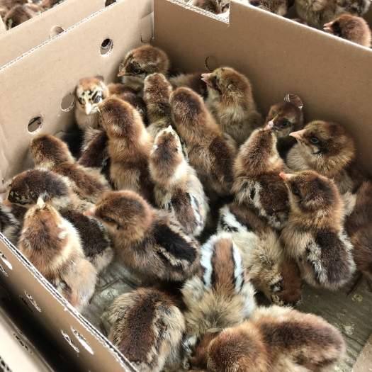昆明 青脚土鸡苗 孵化厂直销 全国发货