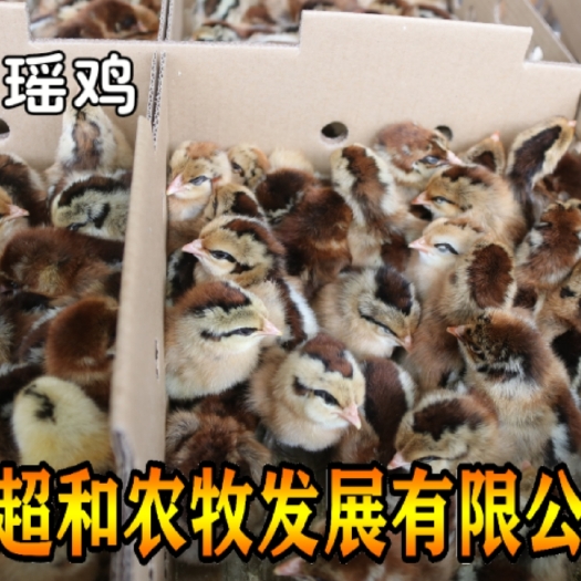 昆明 黑瑶鸡苗 孵化厂直销 全国发货 疫苗包打