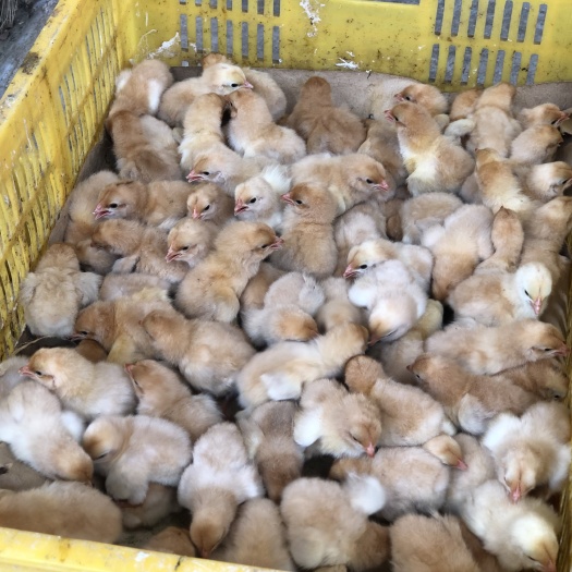 昆明 三黄鸡苗 孵化厂直销 包打疫苗 全国发货