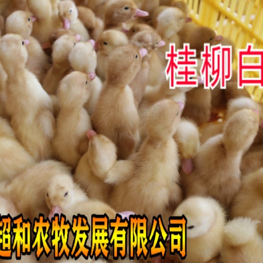 昆明 桂柳鸭苗，孵化厂直销 出壳打好疫苗 全国发货