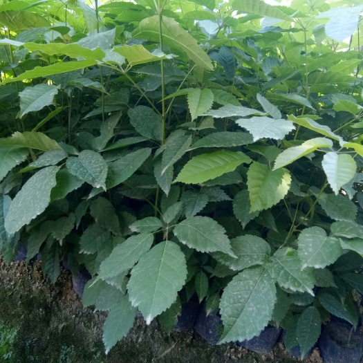 揭阳 揭阳紫花风铃木小苗供应商 广东紫花风铃木小苗批发商