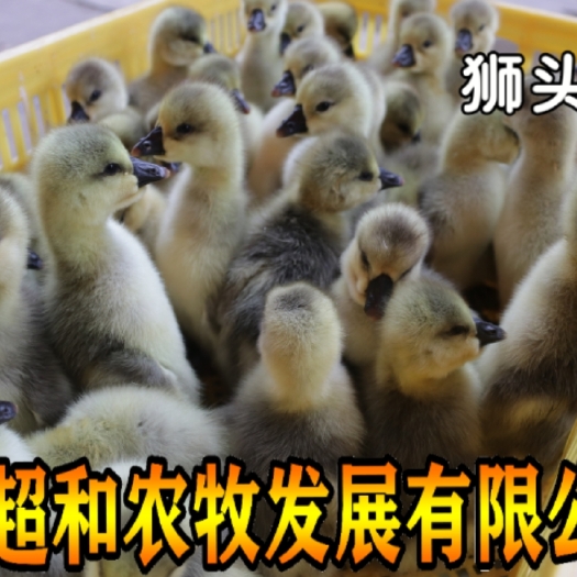 昆明 狮头鹅苗，品质优越，包打疫苗，厂家直销，全国发货