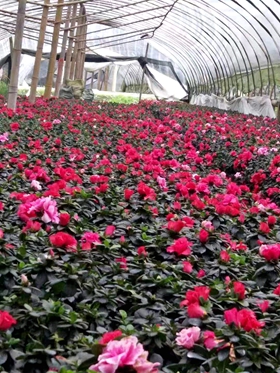 成都西洋鹃种植基地 比利时杜鹃优惠批发 一手货源优惠价格