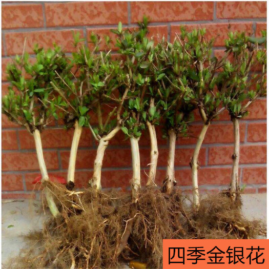 平邑县 金银花 花银花 懒汉花 北花一号 金银花苗