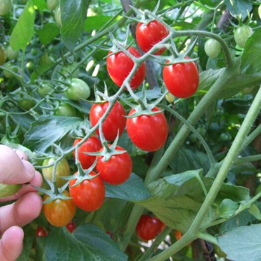  新鲜圣女果樱桃小番茄现摘现发小西红柿