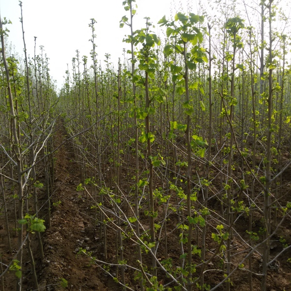 银杏树苗 银杏苗 白果小苗 庭院植物园林新苗