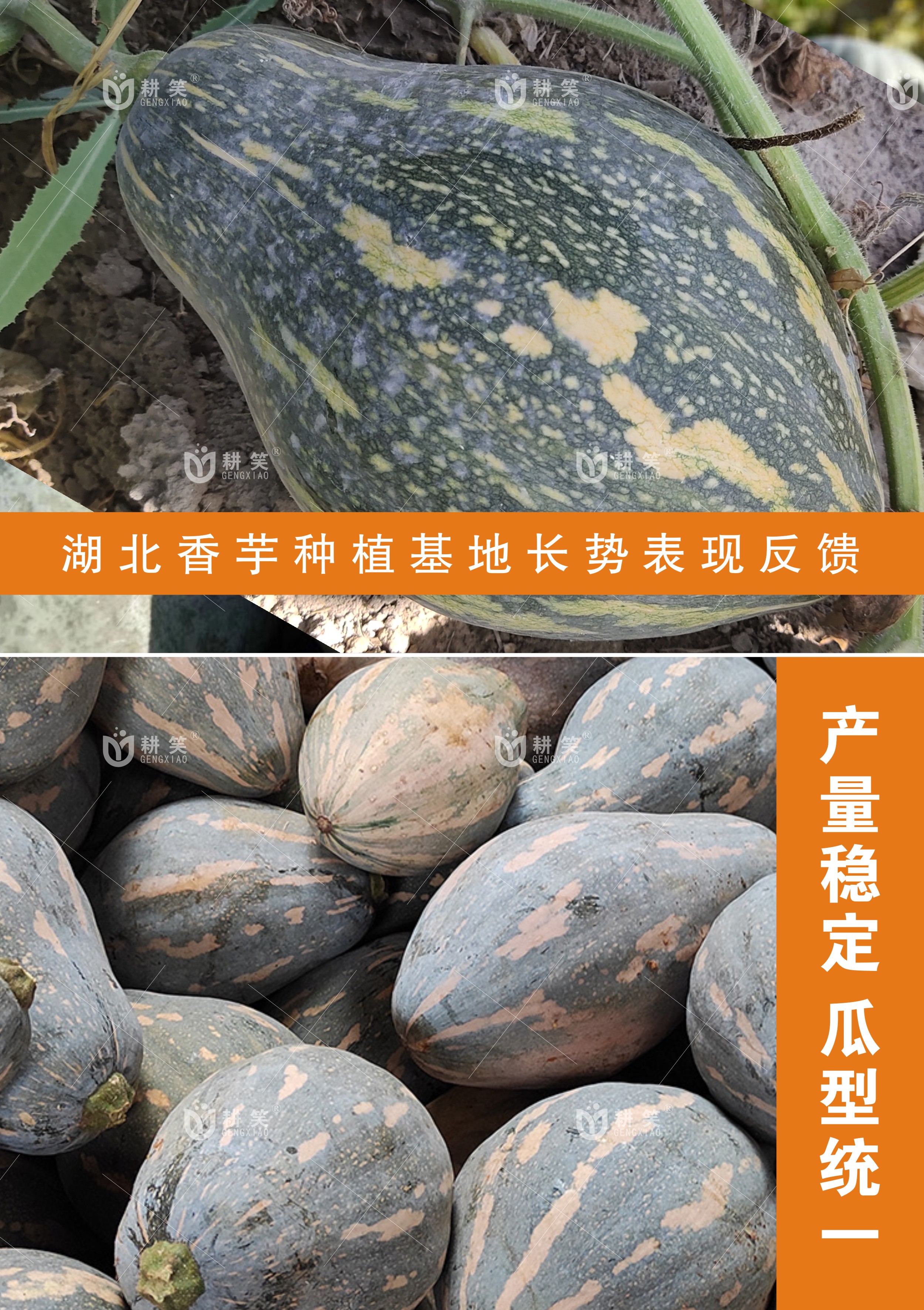 南瓜种子 香芋南瓜种子 香芋基地批发