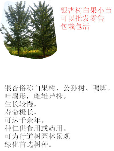 郯城县银杏树苗 银杏苗 白果小苗 庭院植物园林新苗