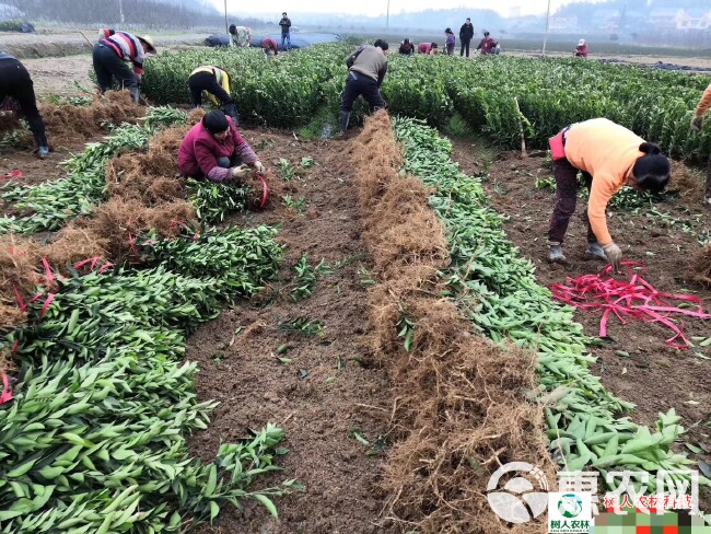 媛红碰柑苗 媛红椪柑 基地直供 签订合 品种纯度保证