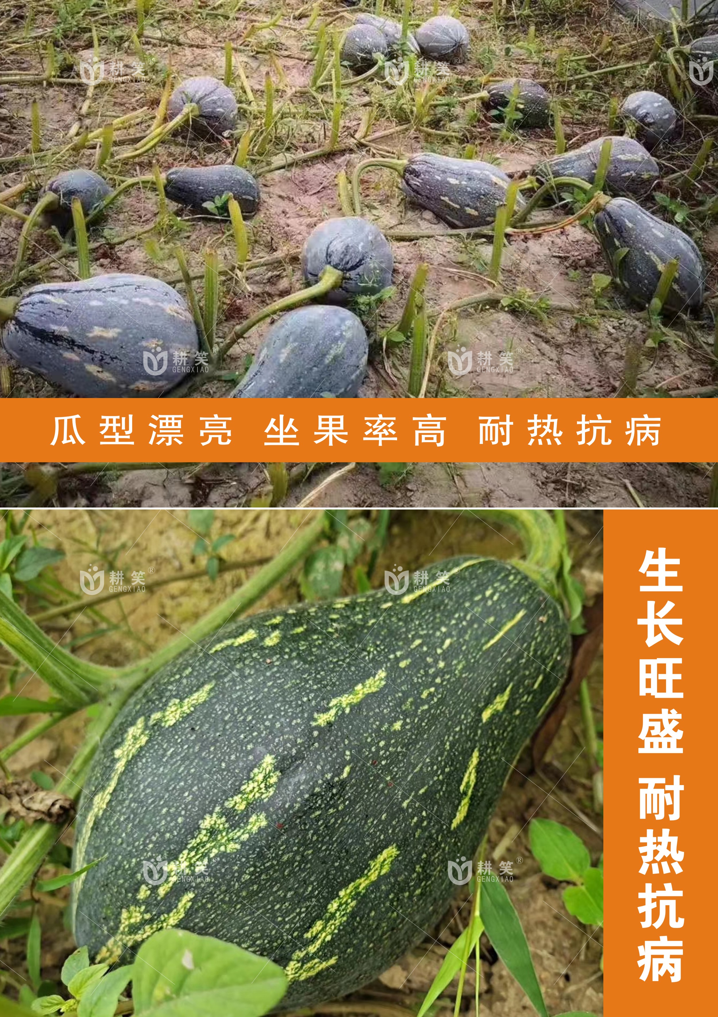 南瓜种子 香芋南瓜种子 香芋基地批发