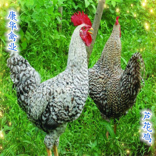 南宁金芦花，白芦花，黑芦花，红芦花，优质芦花鸡苗，量大优惠！