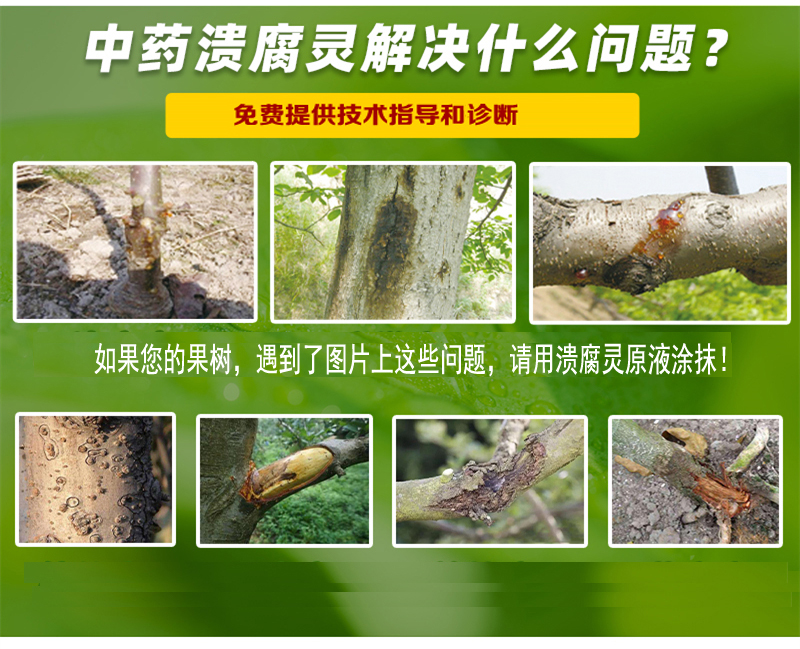 小檗碱  馈腐康果树樱桃花椒流胶桃树流胶病苹果腐烂病清园专用