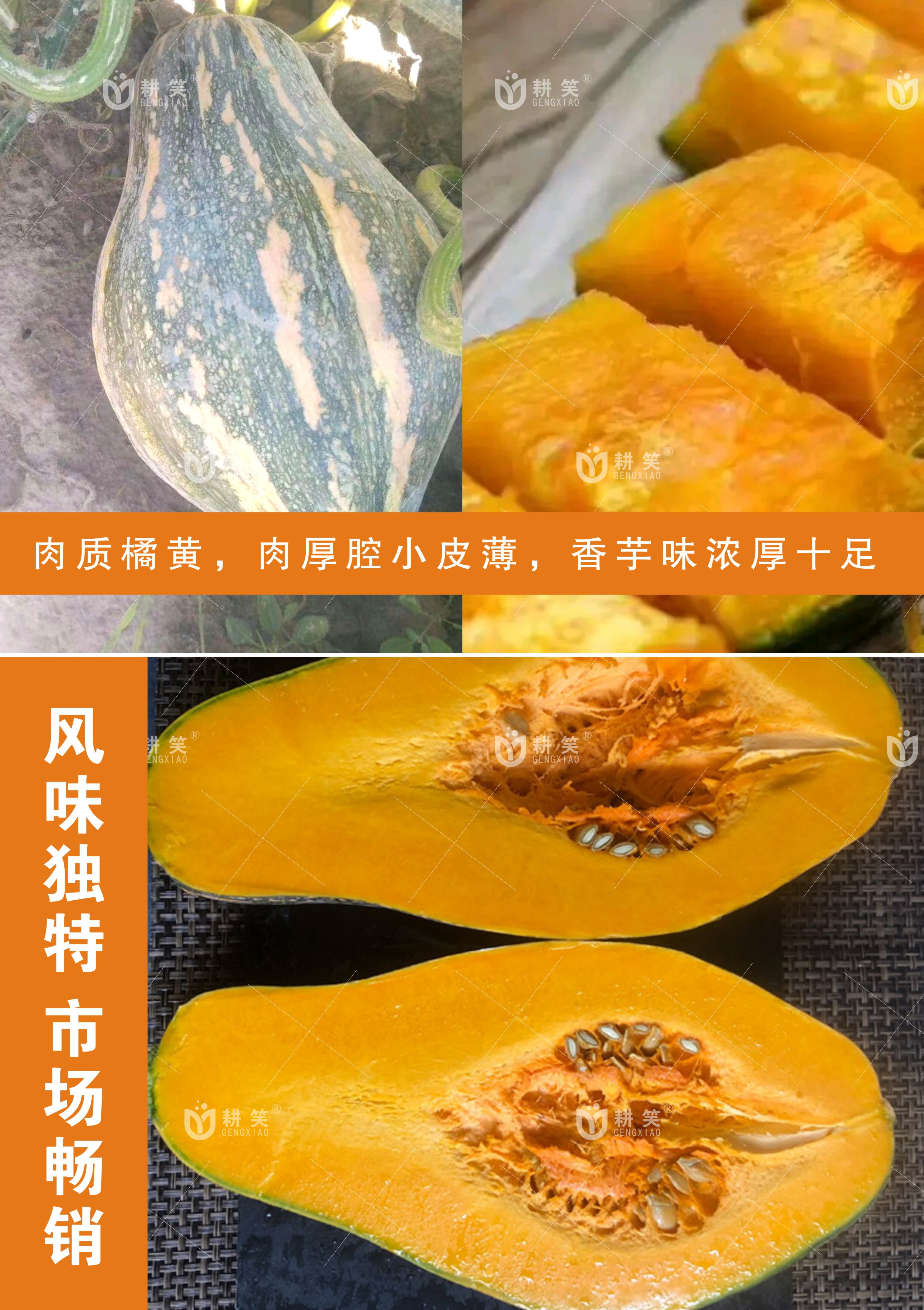 南瓜种子 香芋南瓜种子 香芋基地批发