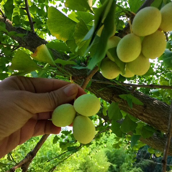 银杏树苗 银杏苗 白果小苗 庭院植物园林新苗