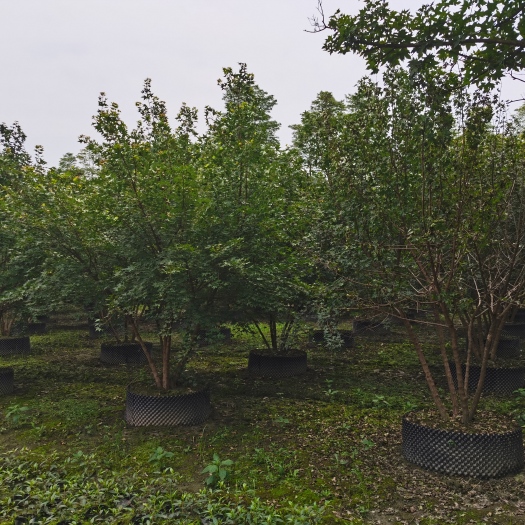 成都元宝树 苗圃熟货元宝枫，丛生元宝枫