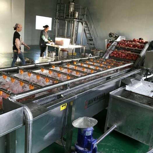 诸城市果蔬清洗设备 西红柿专用清洗机